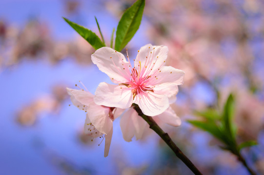 桃花