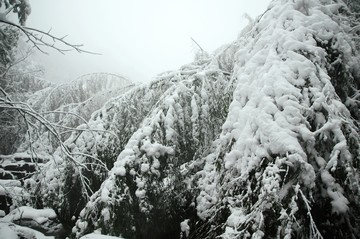 雪景