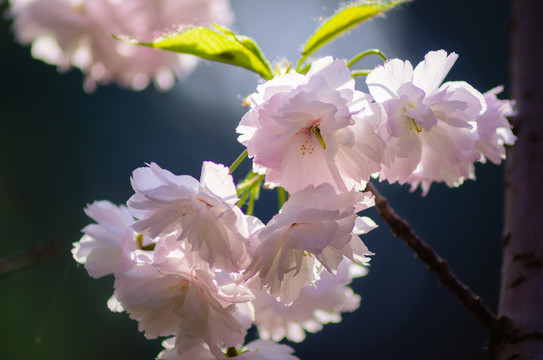 海棠花