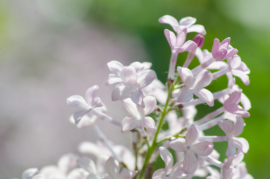 丁香花