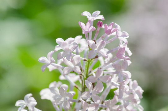 丁香花
