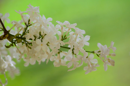 丁香花