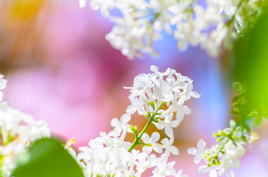 丁香花