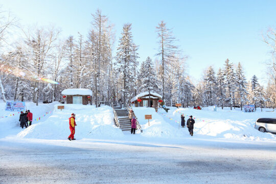 積雪森林 白雪皚皚 樹林 積雪
