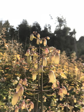 燈籠草 豬草