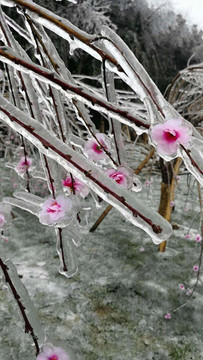 冰花