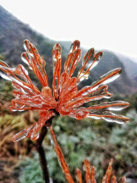 冰中的花