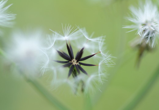 植物 種子