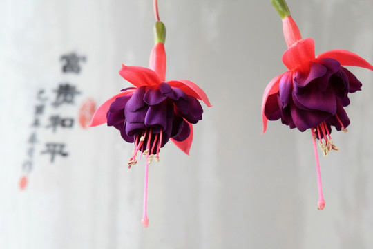 花 倒掛金鐘