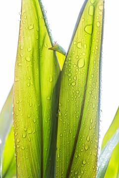 綠葉水珠