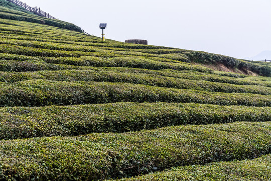 恩施富硒茶園