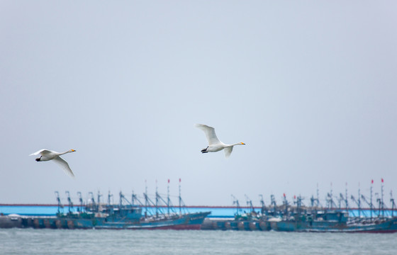 榮成天鵝