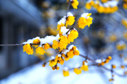 雪中臘梅綻放