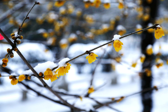 雪中臘梅花