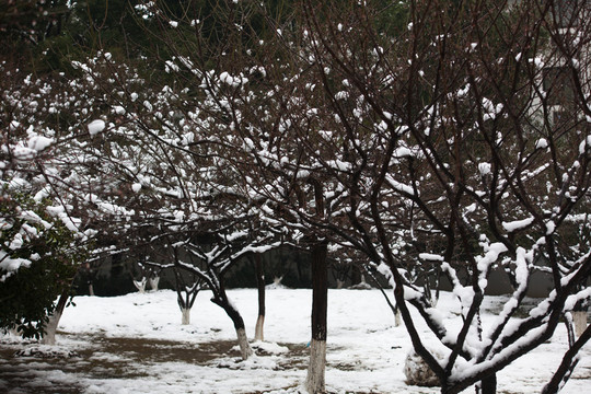 白雪樹干