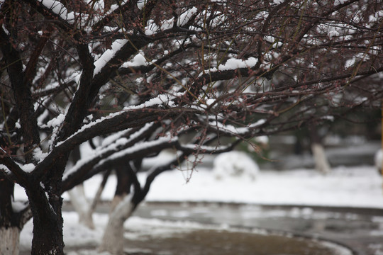 白雪樹干