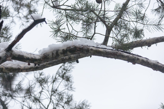 白雪樹梢