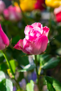 鮮花素材