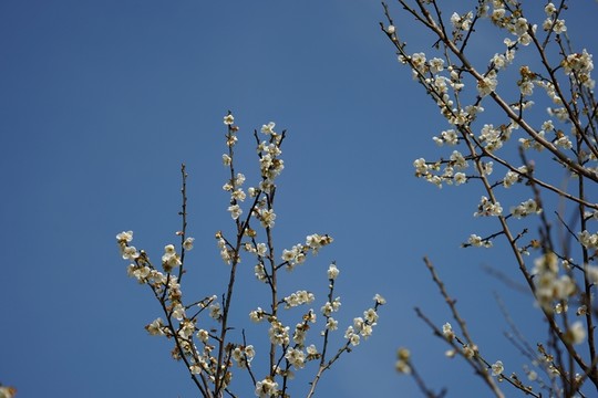 梅花
