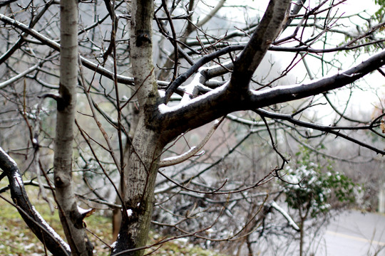 積雪的樹枝