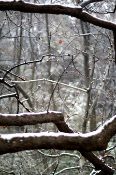 積雪的樹枝 樹枝 枝干 枝條