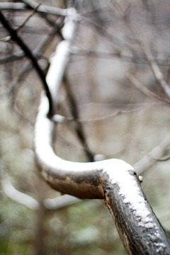積雪的樹枝