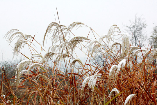 雪中蘆葦