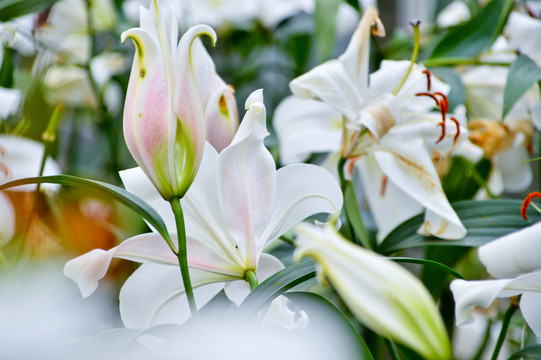 百合花