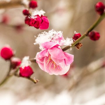 梅花雪中艷