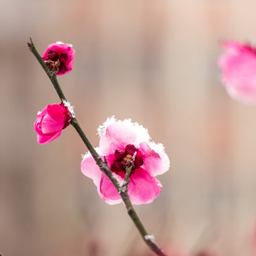 一枝梅