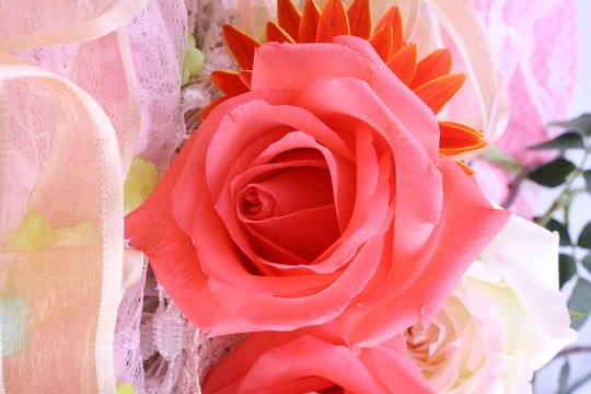 玫瑰花