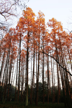 紅杉樹