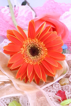菊花開