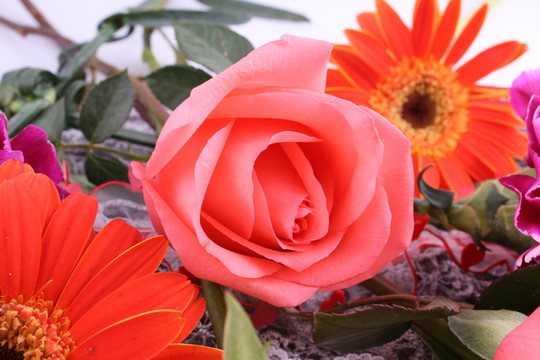 玫瑰花