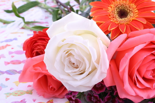 玫瑰花