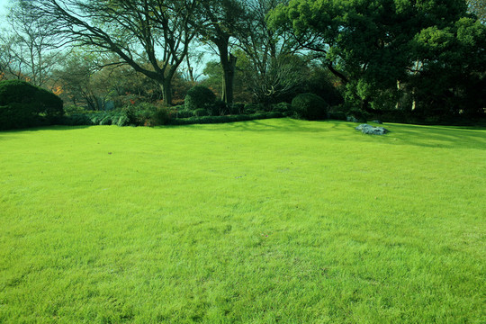 綠草坪 草地