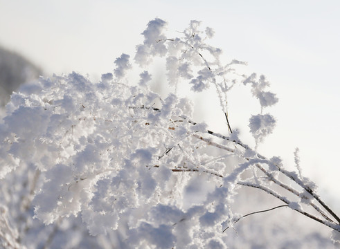 雪域霧凇
