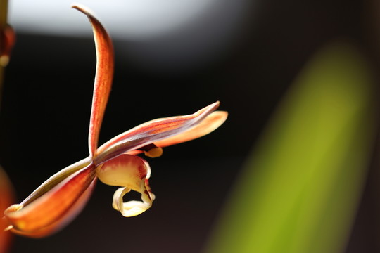 墨蘭花