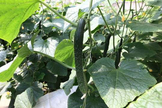 黃瓜 有機蔬菜