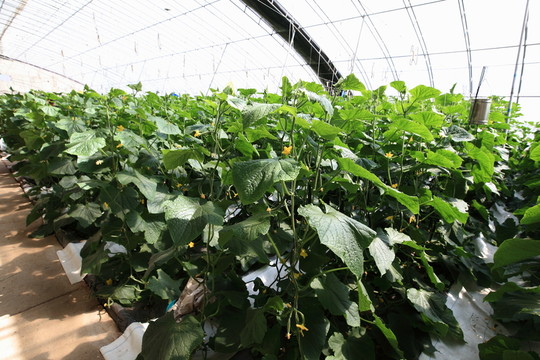 黃瓜 有機蔬菜
