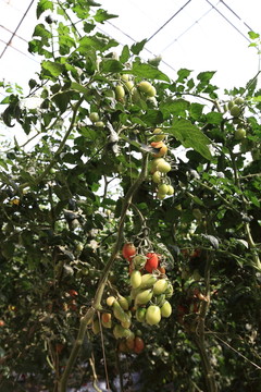 西紅柿 有機(jī)蔬菜