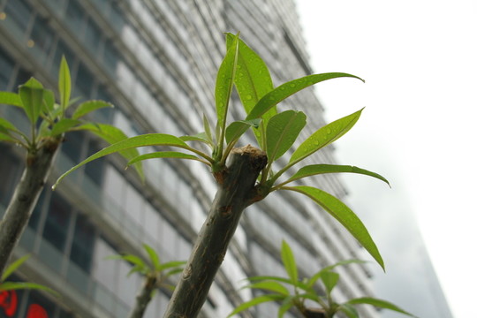 廣州珠江新城