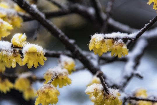 雪中臘梅