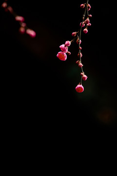 紅梅