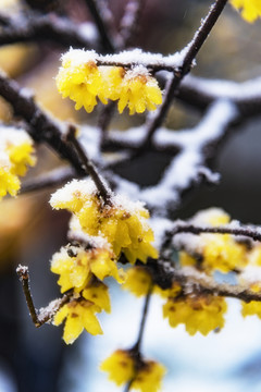 雪中臘梅