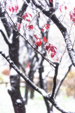 雪中枝葉