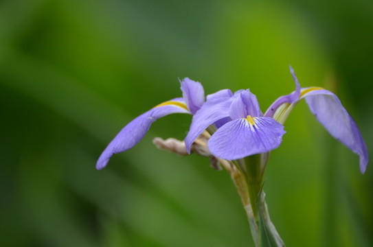 鳶尾花花朵