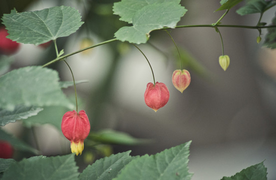 蔓性風(fēng)鈴花