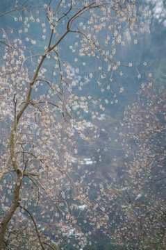 唯美樹枝