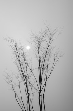 樹枝剪影